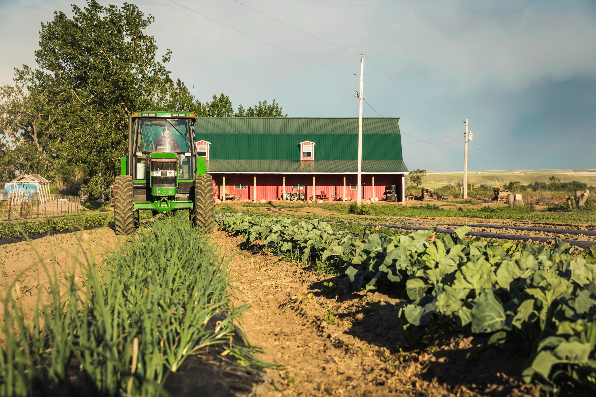 tractor-harvesting-rows-of-vegetables-on-farm-2024-12-13-18-57-10-utc